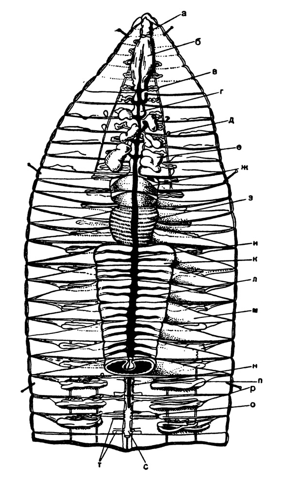 Передняя часть вскрытого червя