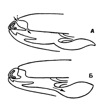 Схема дыхательных движений лягушки