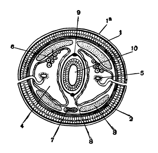 Схема поперечного разреза кольчатого червя