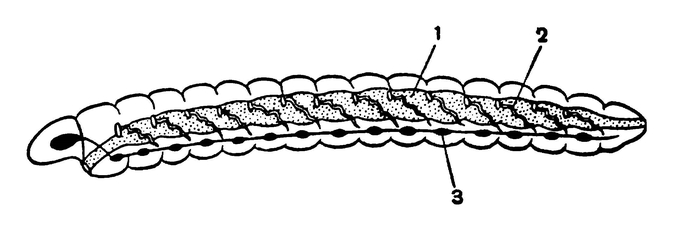 Схема строения дождевого червя