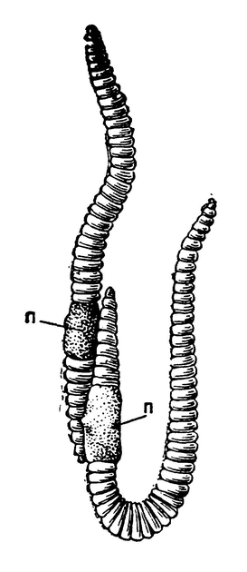 Копуляция дождевых червей