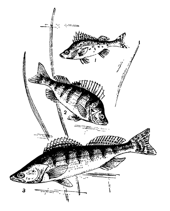 Рыбы семейства окуневых