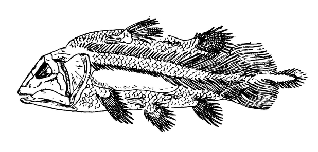 Ундина — кистепёрая рыба юрского периода