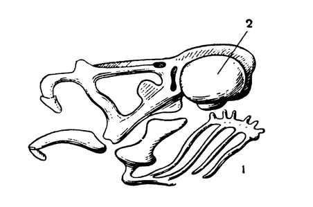 Череп головастика с жаберными дугами