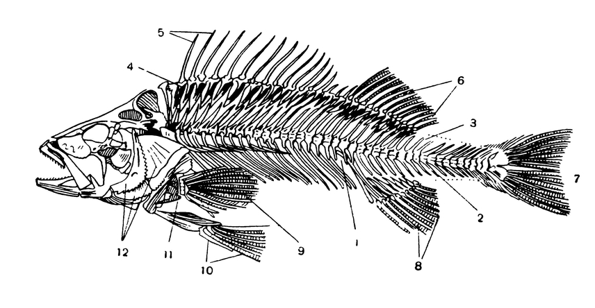 Скелет окуня