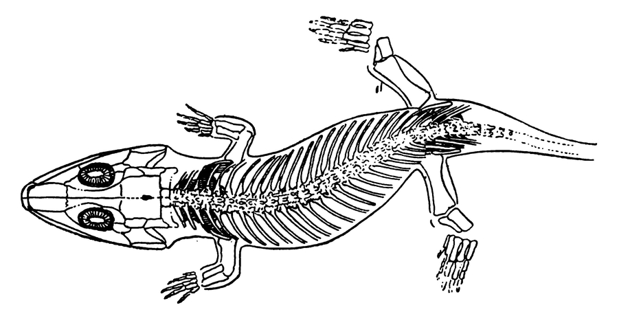 Скелет стегоцефала
