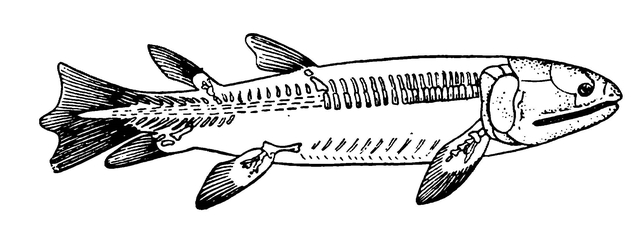Ископаемая кистепёрая рыба Eusthenopteron