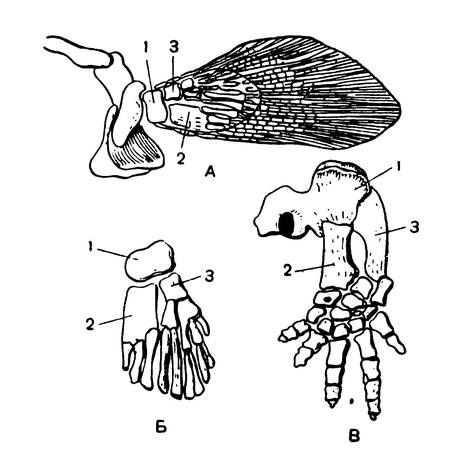 Передняя конечность ископаемой кистепёрой рыбы (А, Б) и стегоцефала (В)