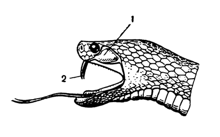Голова гадюки с разинутой пастью