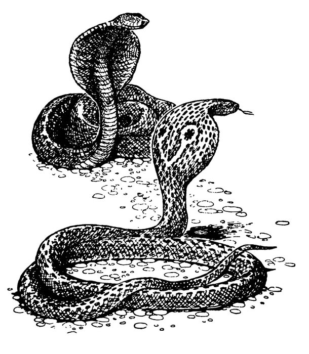 Очковая змея (кобра)