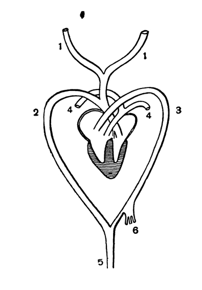 Схема строения сердца крокодила