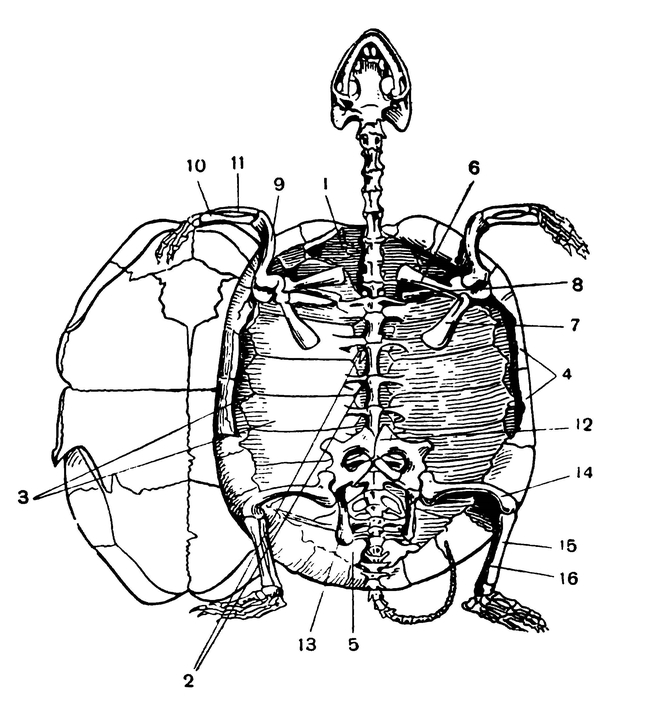 Скелет черепахи