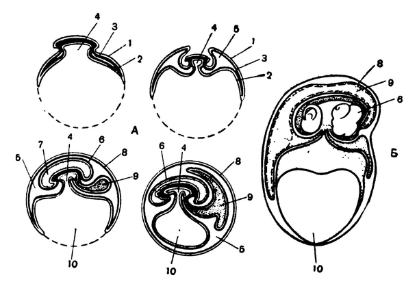 Развитие зародышевых оболочек у высших позвоночных