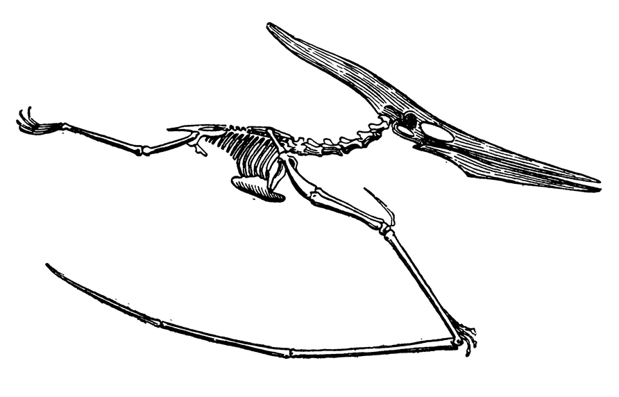Скелет птеранодона — гигантского мелового птерозавра