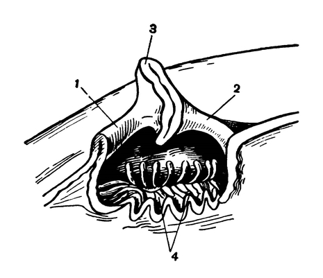 Орган обоняния костистой рыбы (в разрезе)