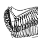 Крыло птицы без кроющих перьев