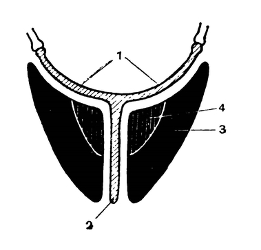 Схема, поперечного разреза грудины, киля и грудных мышц