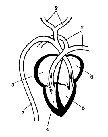 Схема строения сердца птицы / Рисунки том второй / Зоология для учителя