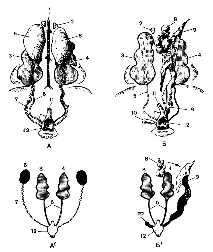 Мочеполовые органы самца (А) и самки (Б) голубя; внизу (А1 и Б1) — схемы их расположения