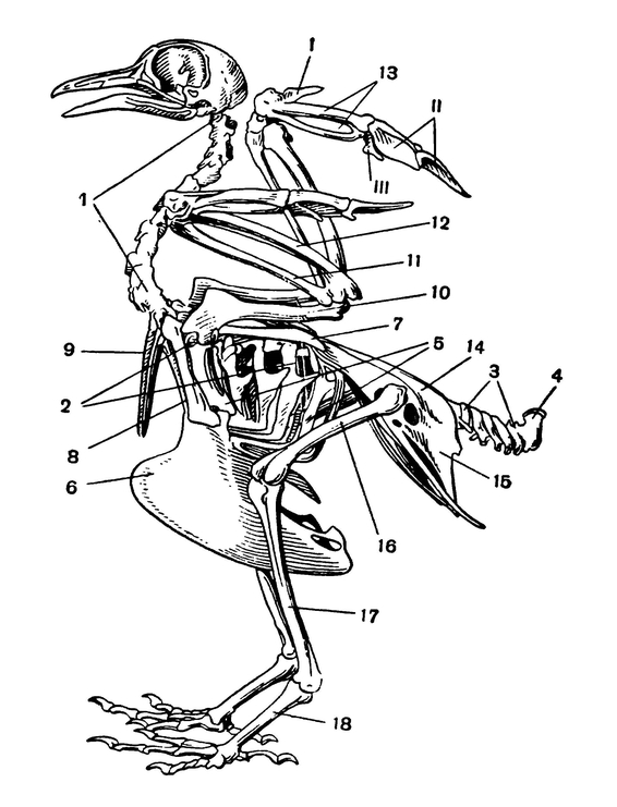 Скелет голубя