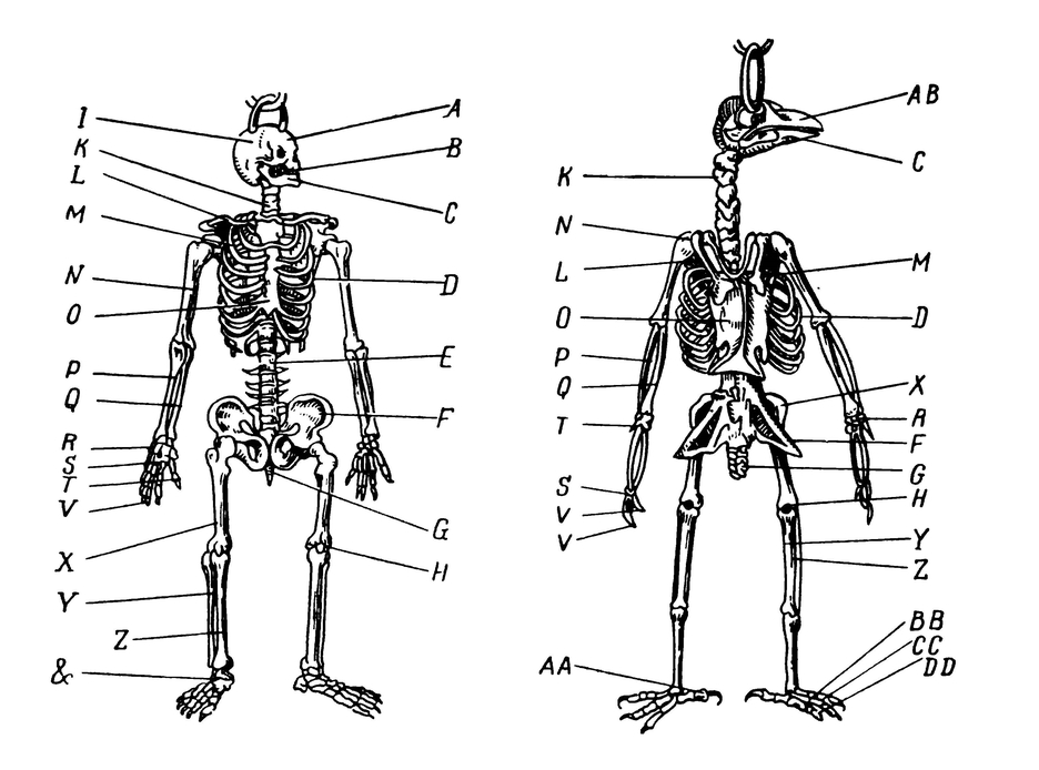 Сравнение скелета человека и птицы (по Пьеру Белону)