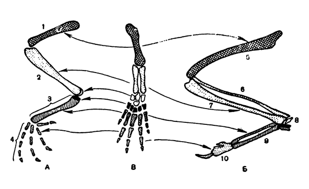 Гомология конечностей птиц и других наземных позвоночных