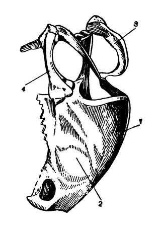 Грудина и пояс передних конечностей сокола