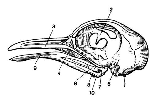 Череп молодого голубя (сбоку)