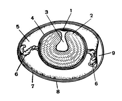 Продольный разрез через куриное яйцо