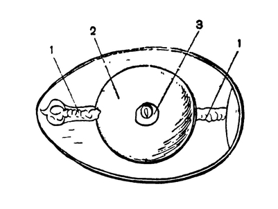 Яйцо курицы, вскрытое в начале инкубации