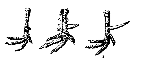 Развитие шпоры на ноге петуха