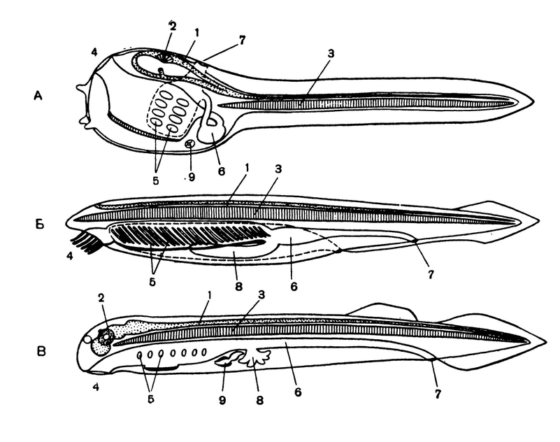 Схема строения личинки асцидии (А), ланцетника (Б) и миноги (В)