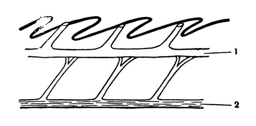 Схема разреза через боковую линию костистой рыбы