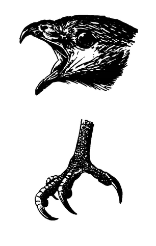 Голова и лапа хищной птицы
