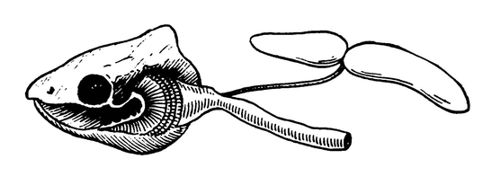 Голова, передняя часть кишечника и плавательный пузырь ельца