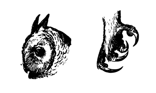 Голова и лапа ушастой совы
