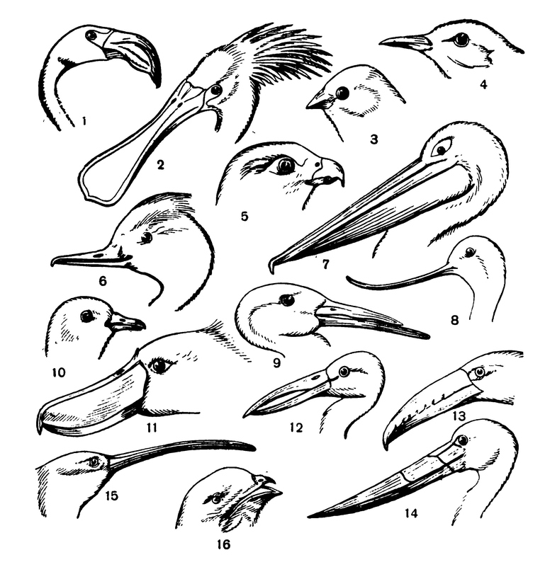 Различные формы клюва у птиц