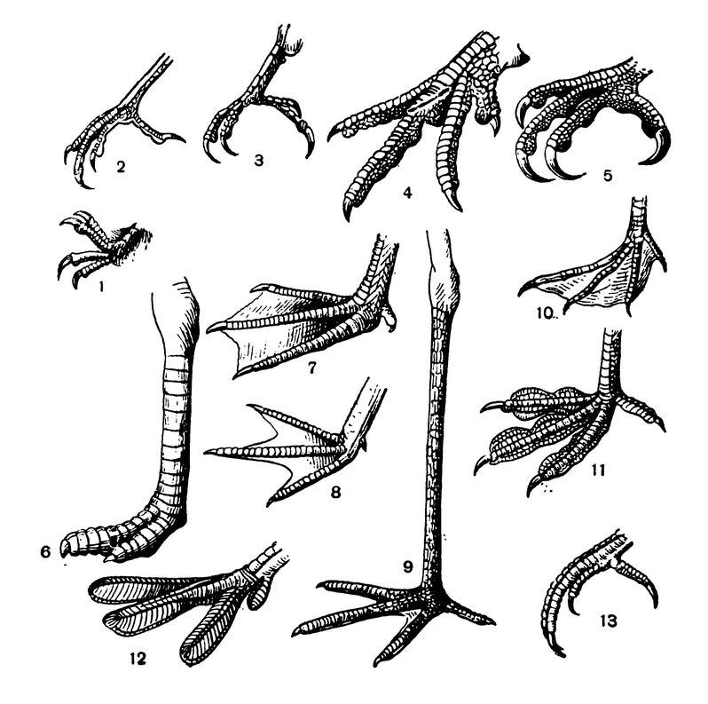 Различные формы птичьих ног