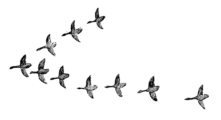 Клин перелётных гусей