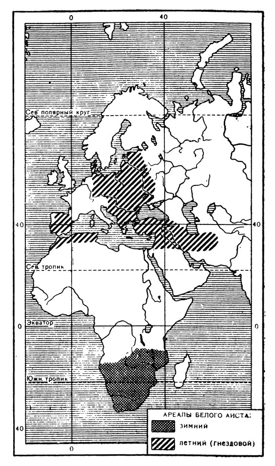Летний (гнездовой) и зимний ареалы белого аиста