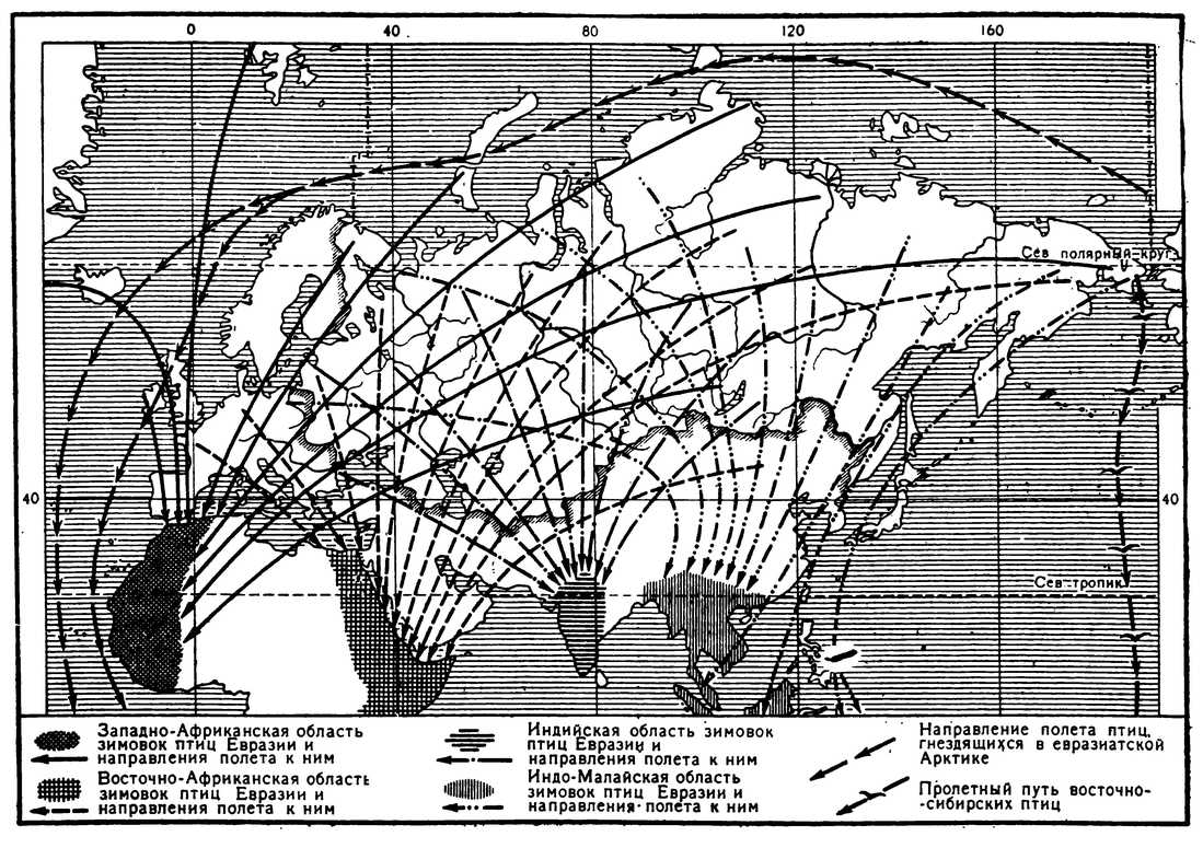 Схема главных направлений пролёта птиц, гнездящихся в СССР