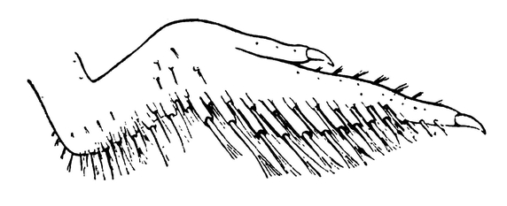 Крыло птенца гоацина с двумя свободными когтистыми пальцами