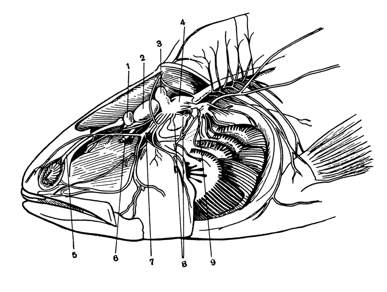 Мозг и головные нервы в черепе окуня