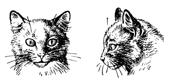Голова кошки (вид спереди и сбоку)
