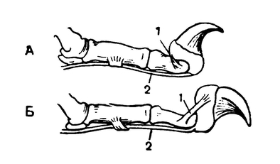 Скелет пальца кошки с втянутым (А) и выпущенным (Б) когтём