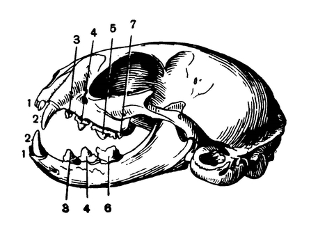 Череп и зубы кошки