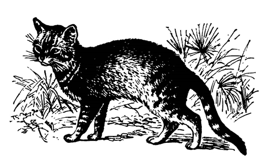 Нубийская буланая кошка