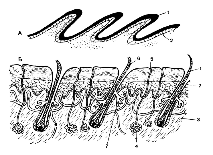 Схематические разрезы через кожу пресмыкающегося (А) и млекопитающего (Б)