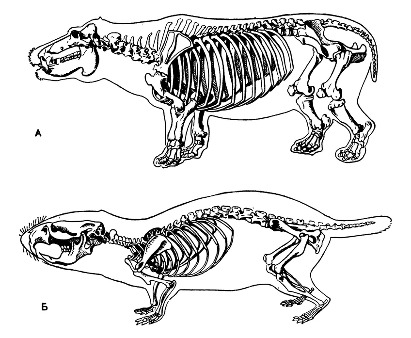 Скелеты и контуры тела бегемота (А) и лемминга (Б)