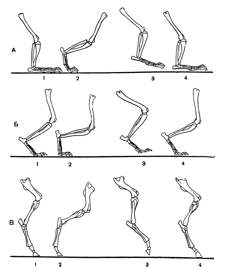 Скелеты конечностей стопоходящих (А), пальцеходящих (Б) и копытных (В) млекопитающих